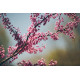 Kirsikkaluumu ’Rosea plena’ (Prunus cerasifera ’Rosea plena’)